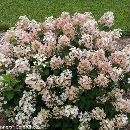 Little Quick Fire® Hydrangea- Panicle - Image 5