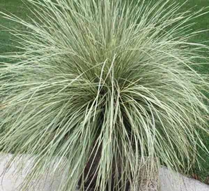 Lomandra Platinum Beauty® - Image 3