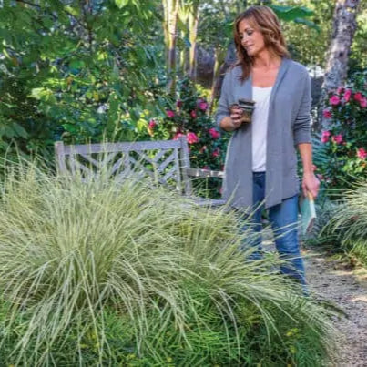 Lomandra Platinum Beauty® - Image 4