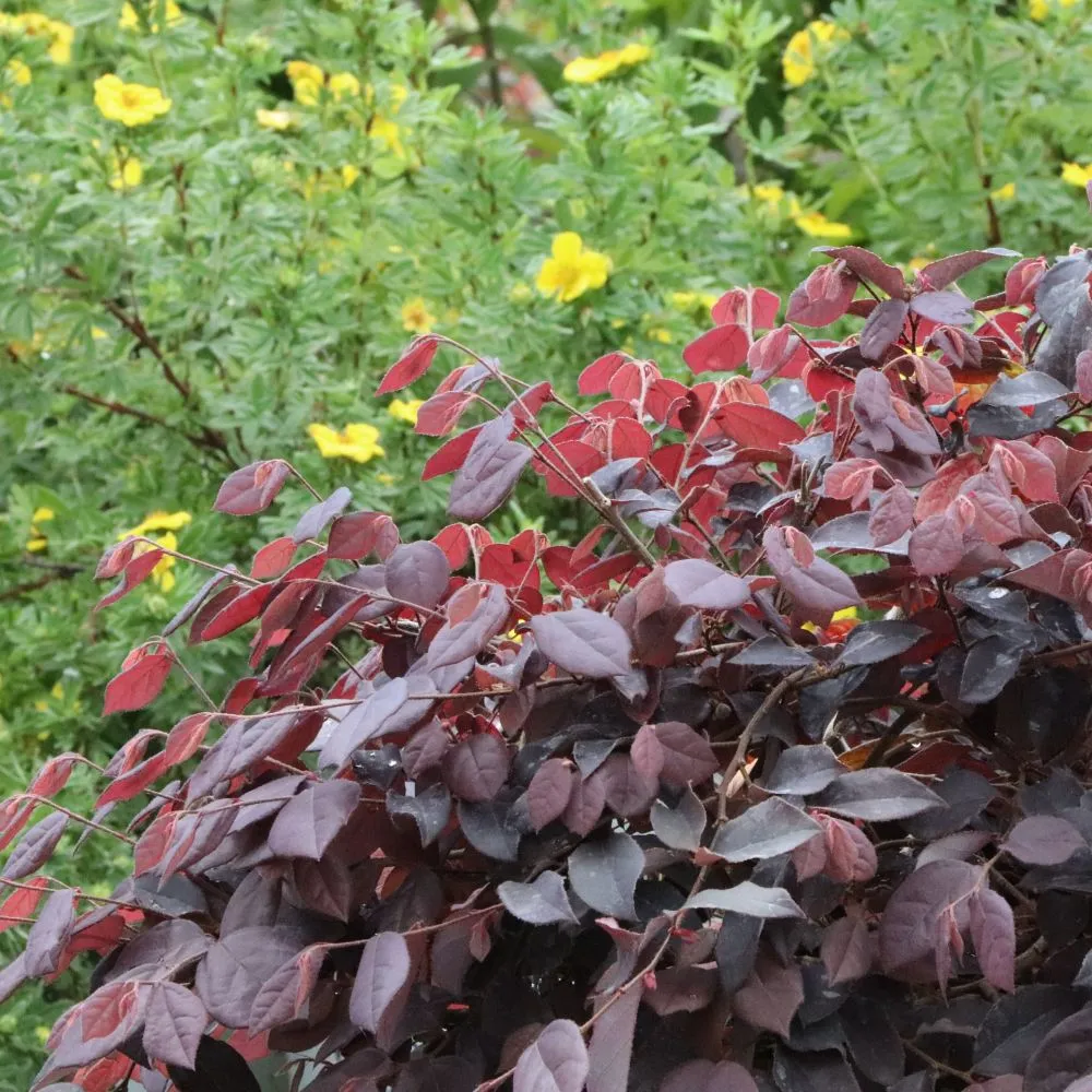 JAZZ HANDS® Velvet Chinese Fringe-Flower | Proven Winners®