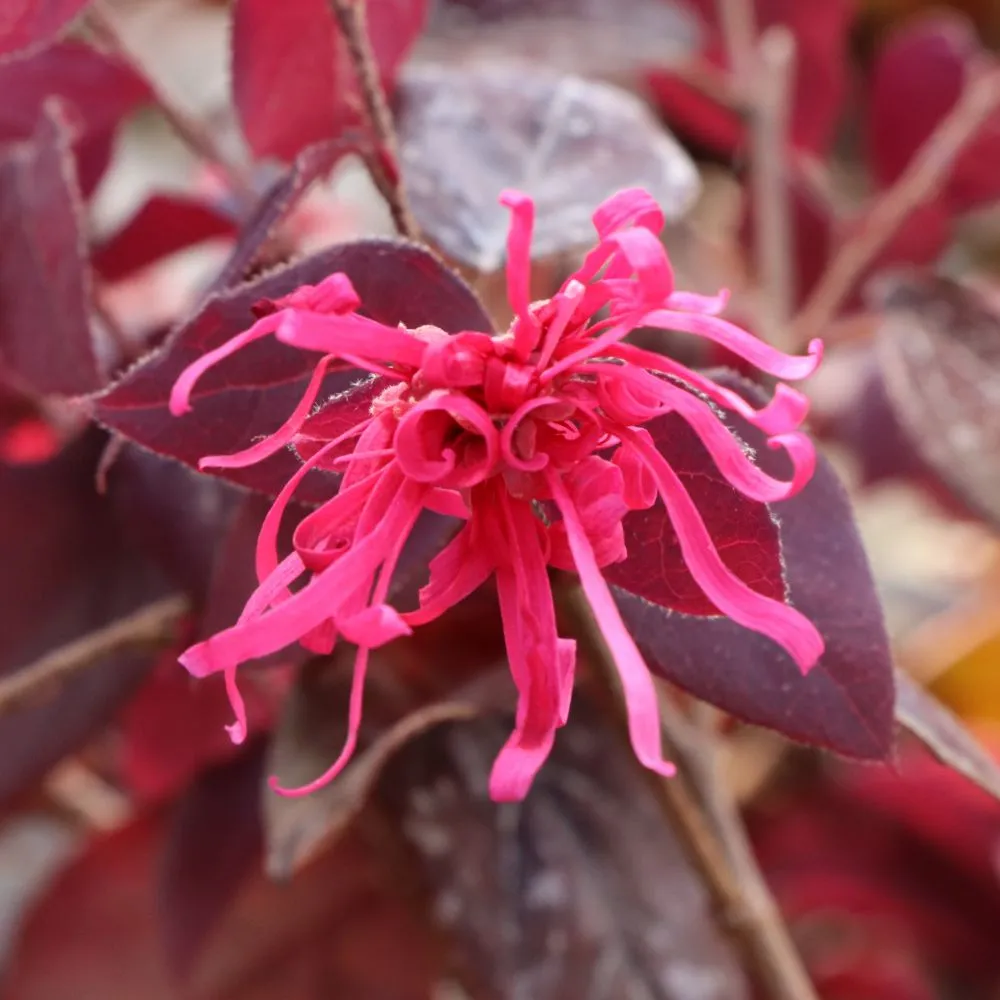 JAZZ HANDS® Velvet Chinese Fringe-Flower | Proven Winners® - Image 2