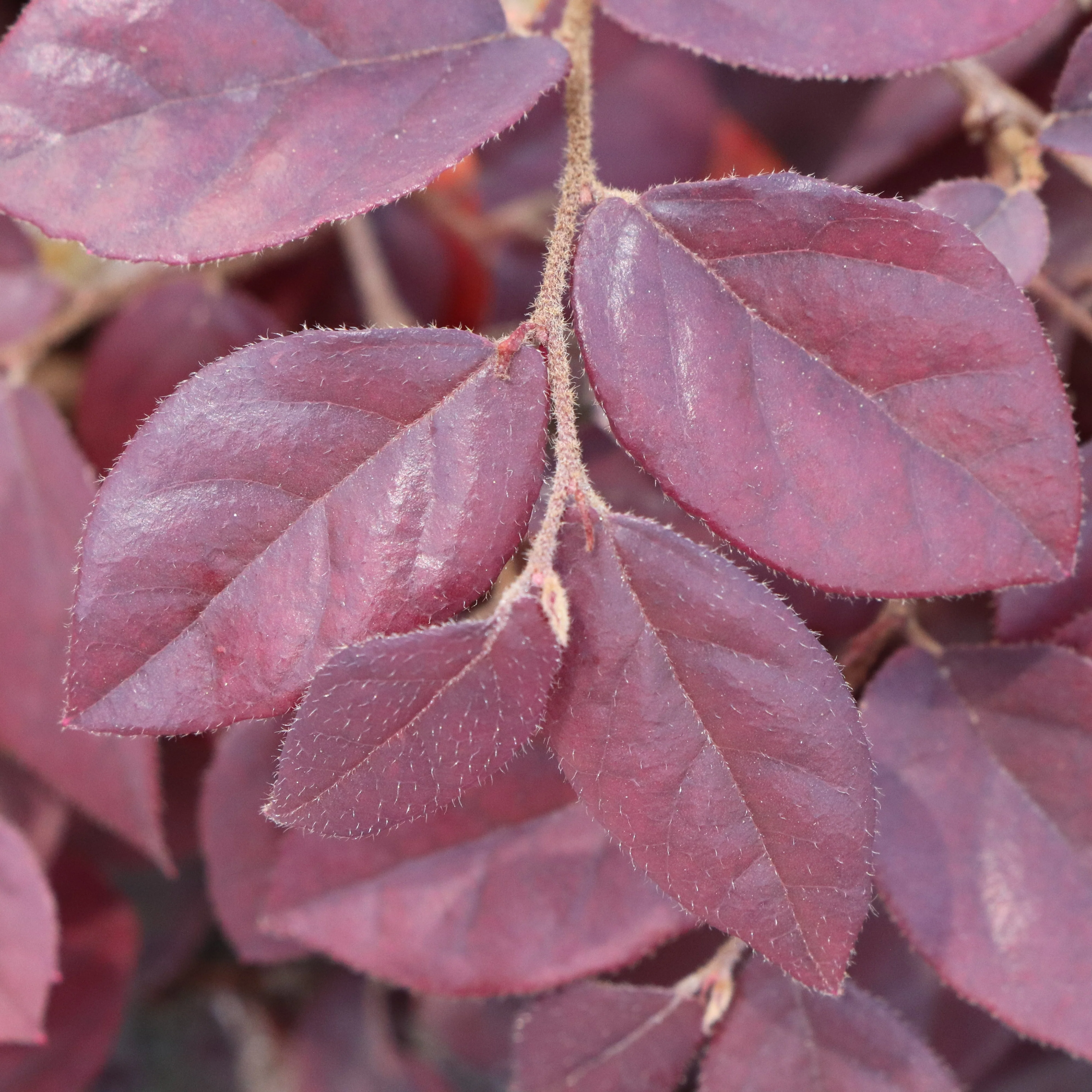 JAZZ HANDS® Velvet Chinese Fringe-Flower | Proven Winners® - Image 3