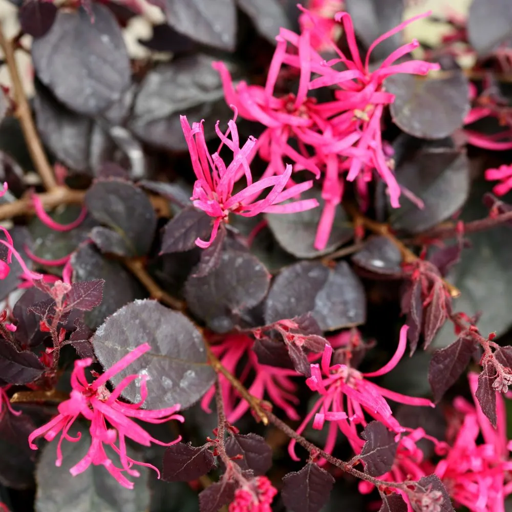 JAZZ HANDS® Velvet Chinese Fringe-Flower | Proven Winners® - Image 4