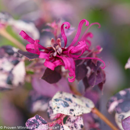 JAZZ HANDS® Variegated Chinese Fringe-Flower | Proven Winners®
