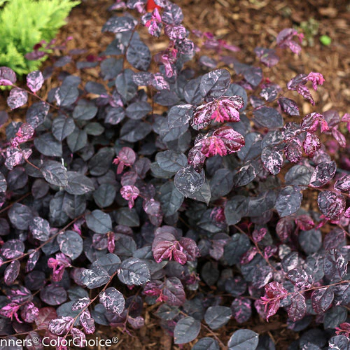 JAZZ HANDS® Variegated Chinese Fringe-Flower | Proven Winners® - Image 2