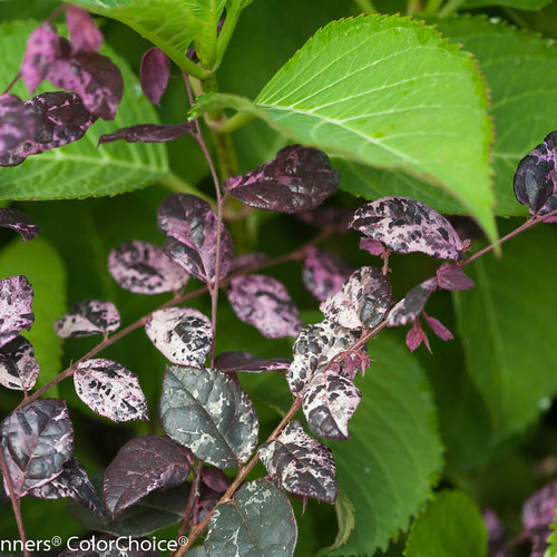 JAZZ HANDS® Variegated Chinese Fringe-Flower | Proven Winners® - Image 3