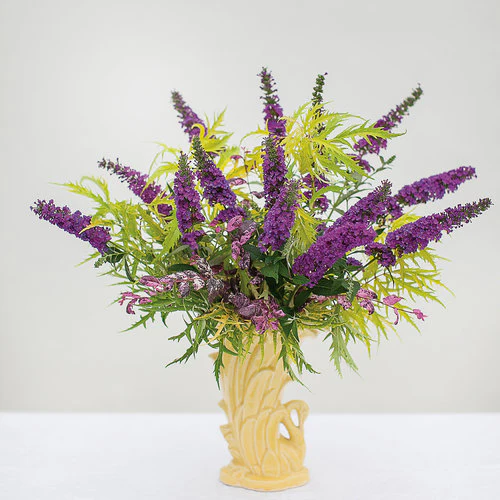 JAZZ HANDS® Variegated Chinese Fringe-Flower | Proven Winners® - Image 4