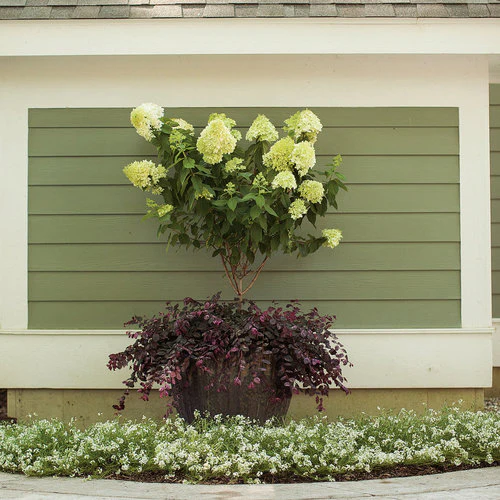 JAZZ HANDS® Variegated Chinese Fringe-Flower | Proven Winners® - Image 6