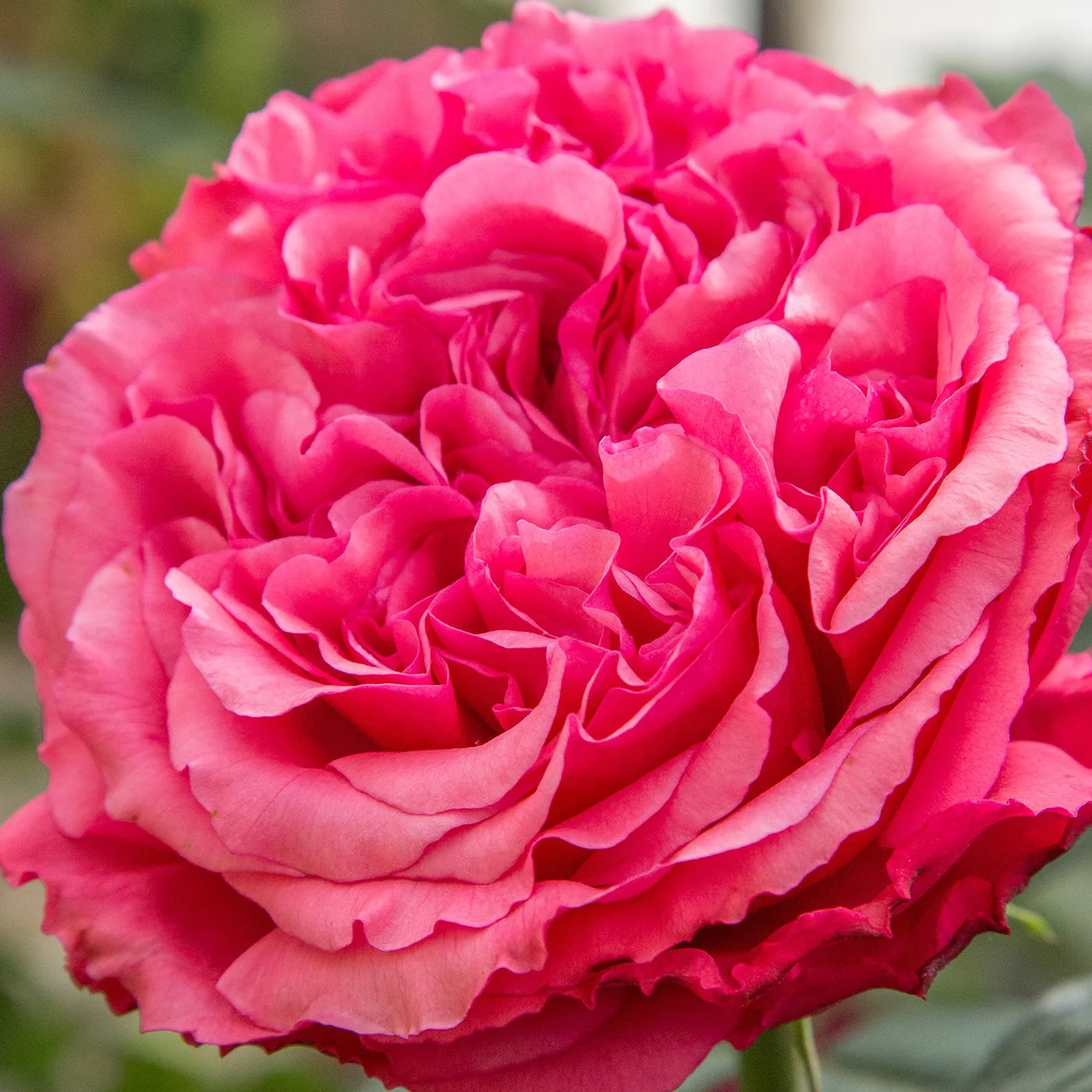 Loves Me, Loves Me Not™ Rose | Star® Roses - Image 3
