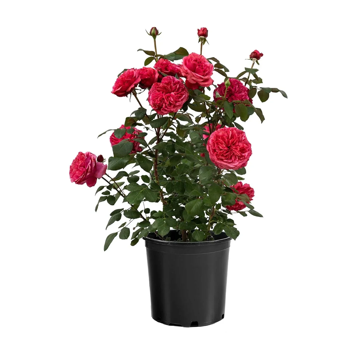 Loves Me, Loves Me Not™ Rose | Star® Roses - Image 4