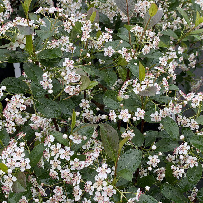 LOW SCAPE MOUND® Aronia