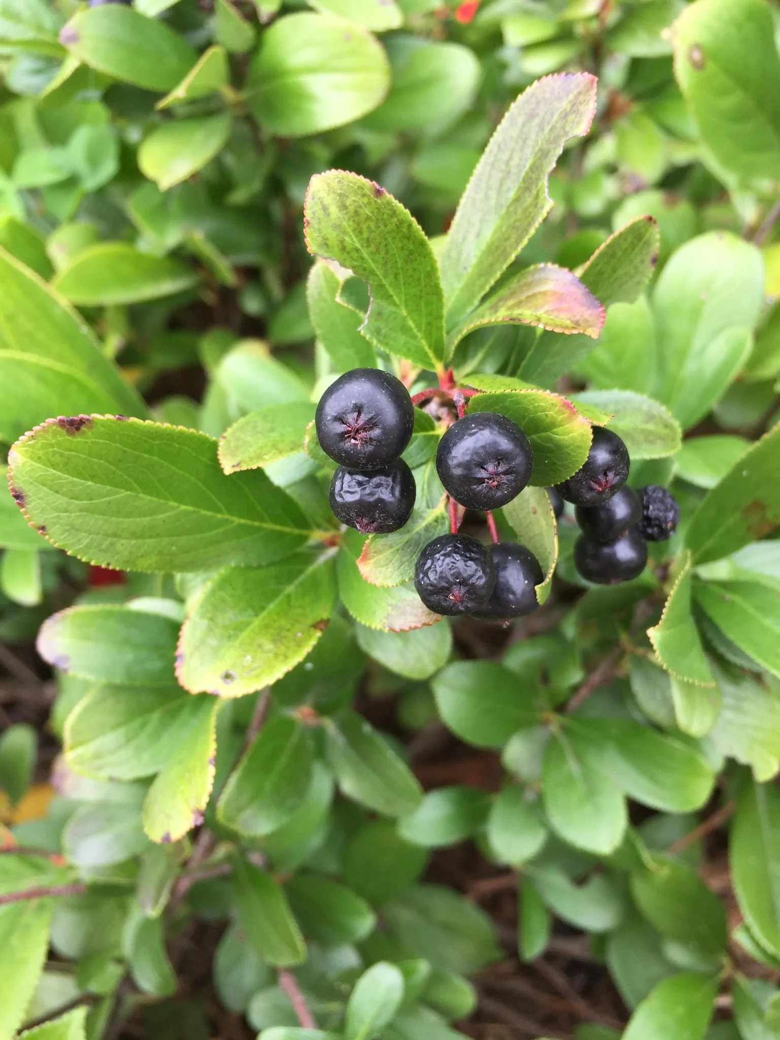 LOW SCAPE MOUND® Aronia - Image 2