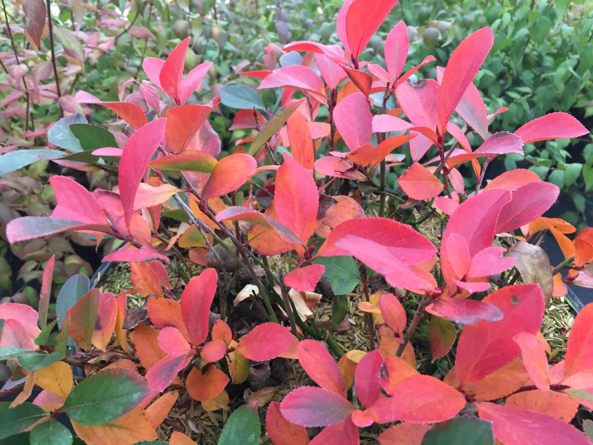 LOW SCAPE MOUND® Aronia - Image 3