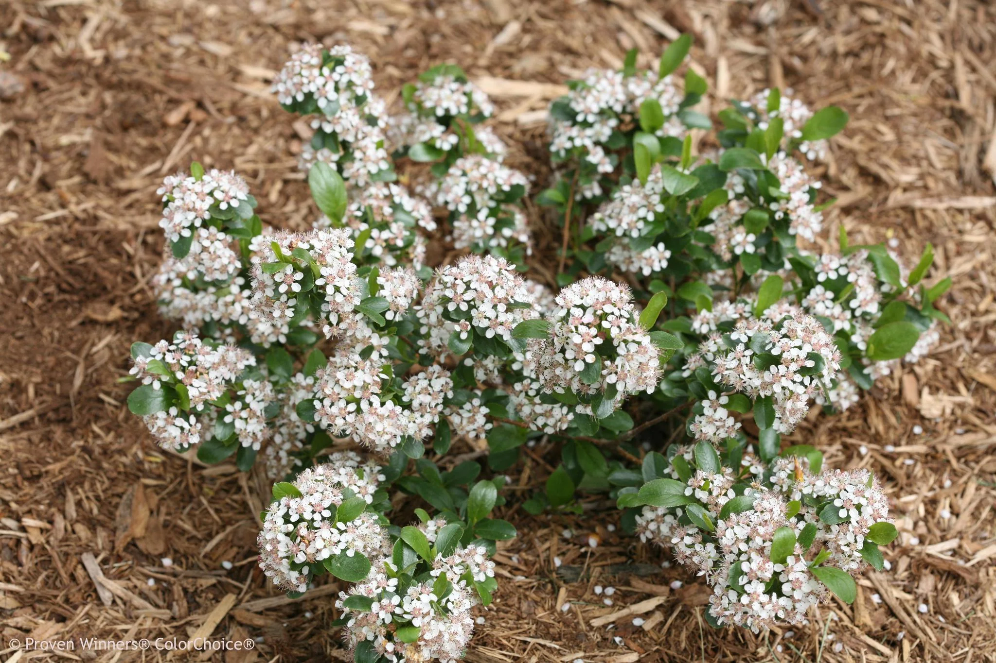 LOW SCAPE MOUND® Aronia - Image 4