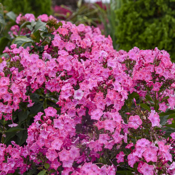 LUMINARY® Phlox paniculata 'Pink Lightning' | Proven Winners®