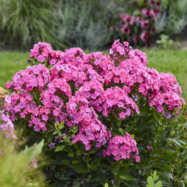 LUMINARY® Phlox paniculata 'Pink Lightning' | Proven Winners® - Image 2