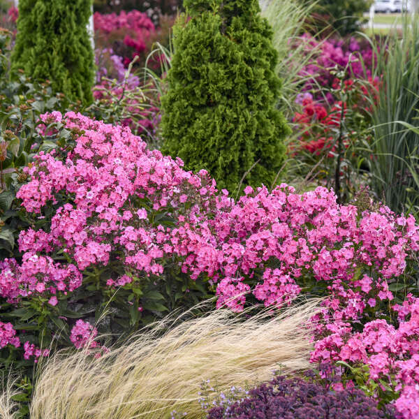 LUMINARY® Phlox paniculata 'Pink Lightning' | Proven Winners® - Image 3