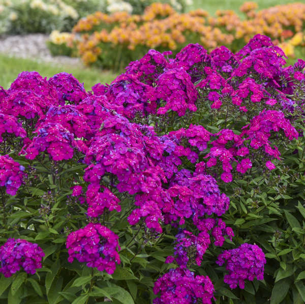 Phlox paniculata 'Ultraviolet' | Proven Winners®