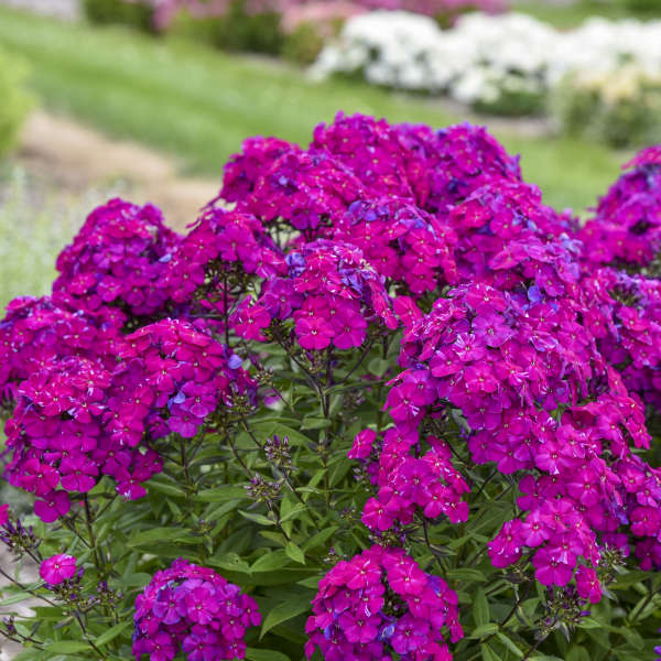 Phlox paniculata 'Ultraviolet' | Proven Winners® - Image 2