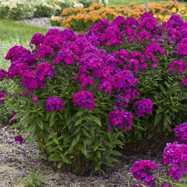 Phlox paniculata 'Ultraviolet' | Proven Winners® - Image 3
