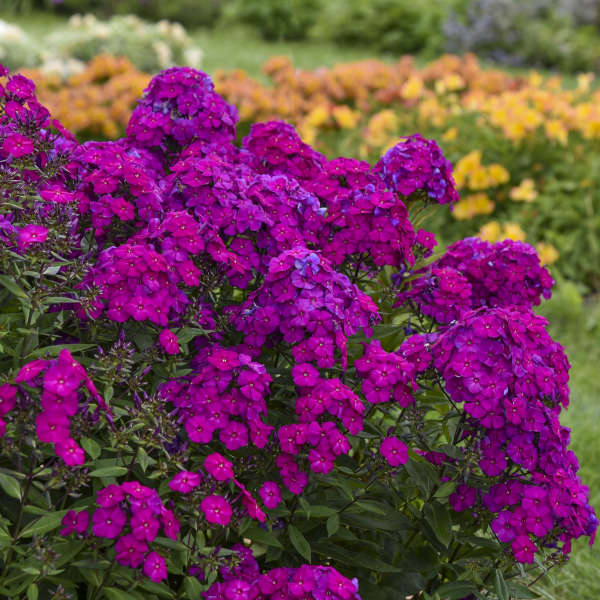 Phlox paniculata 'Ultraviolet' | Proven Winners® - Image 4