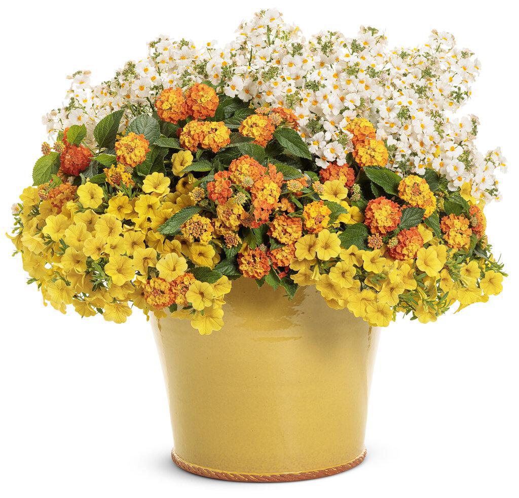 Luscious® Basket Tangelow® Lantana | Proven Winners® - Image 3