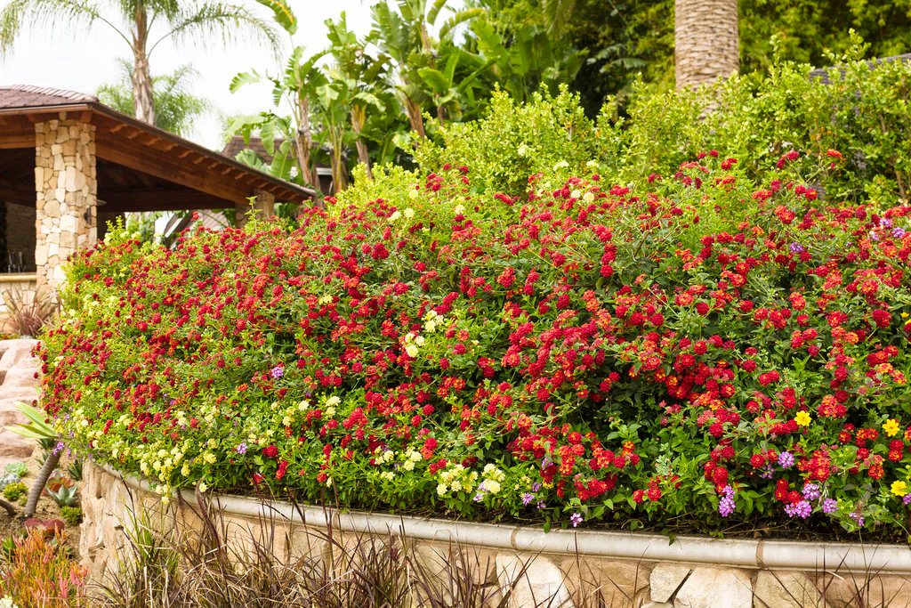 Luscious® Citrus Blend™ Lantana | Proven Winners® - Image 3