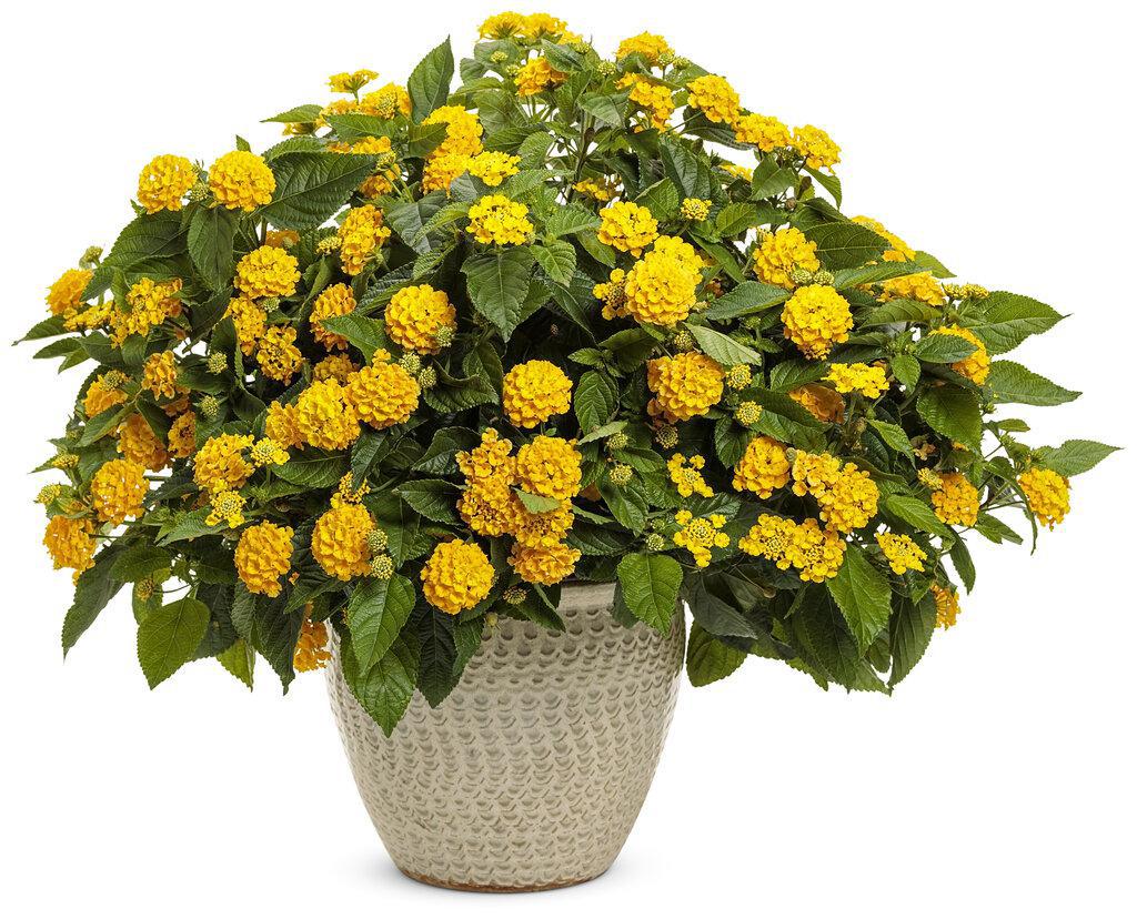 Luscious® Royale Lemon Tart™ Lantana | Proven Winners® - Image 3