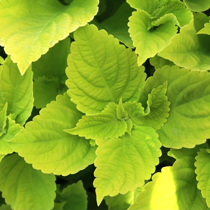 Main Street Chartres Street' Coleus | Creekside Champions™ - Image 2
