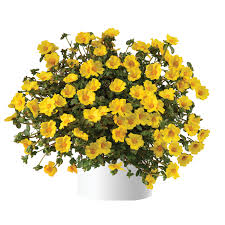 Mega Pazzaz™ Gold Portulaca | Creekside Champions™ - Image 2