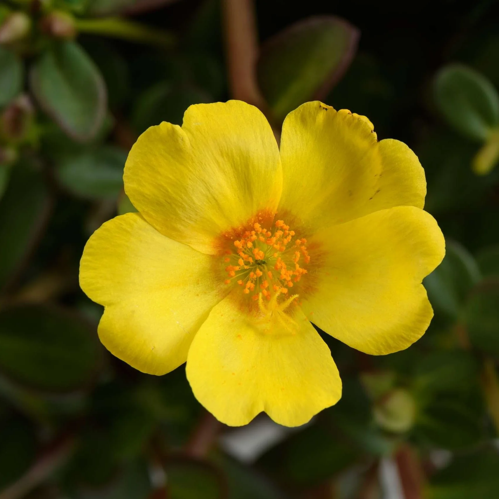 Mega Pazzaz™ Gold Portulaca | Creekside Champions™ - Image 3