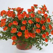 Mega Pazzaz™ Orange Portulaca | Creekside Champions™ - Image 2