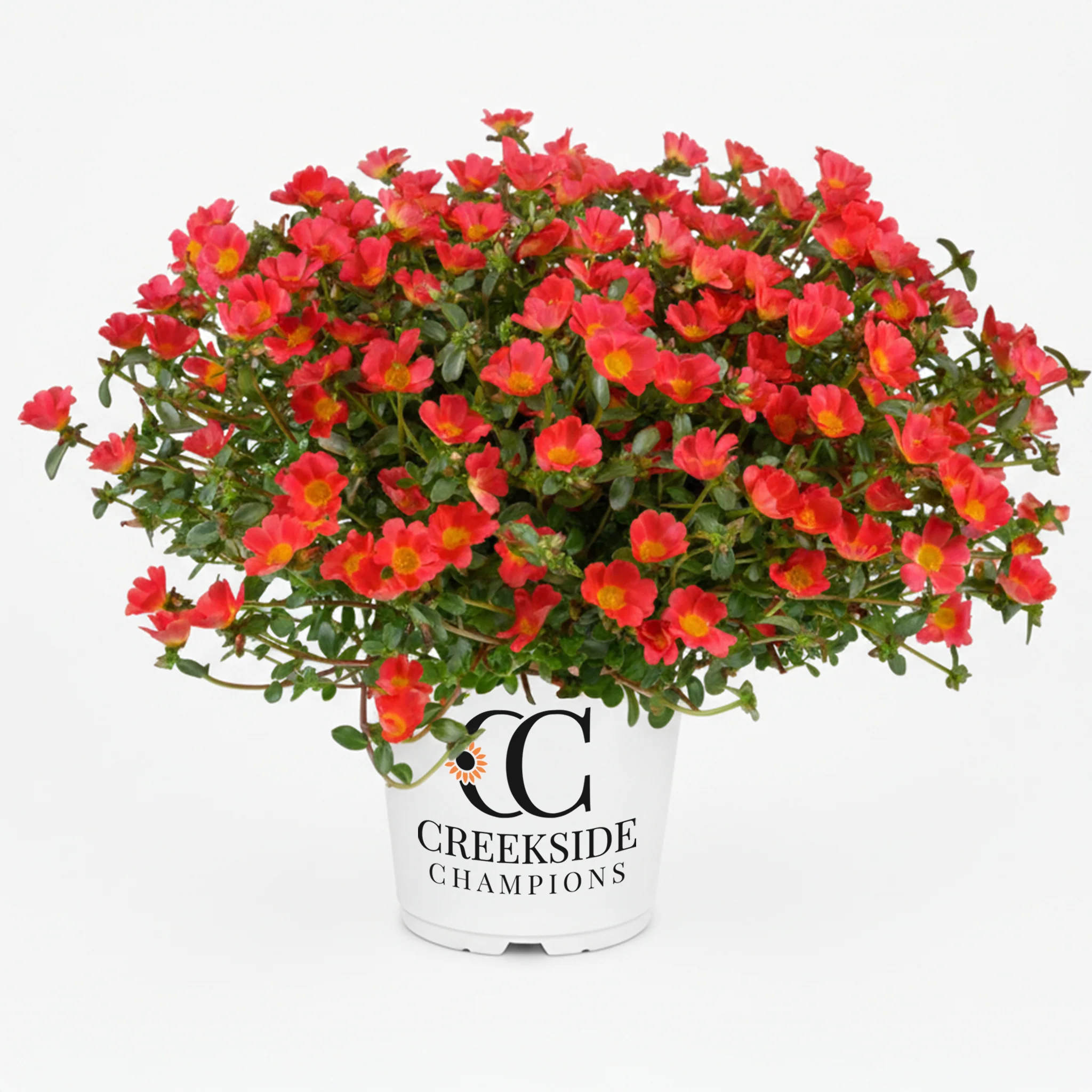 Mega Pazzaz™ Red Portulaca | Creekside Champions™