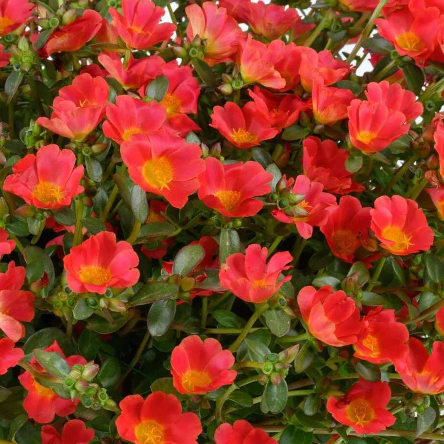 Mega Pazzaz™ Red Portulaca | Creekside Champions™ - Image 2