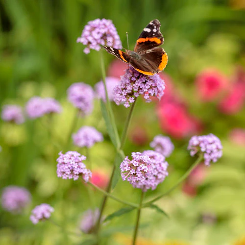 Meteor Shower® Verbena | Proven Winners® - Image 2