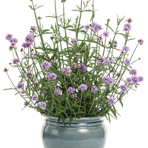 Meteor Shower® Verbena | Proven Winners® - Image 3
