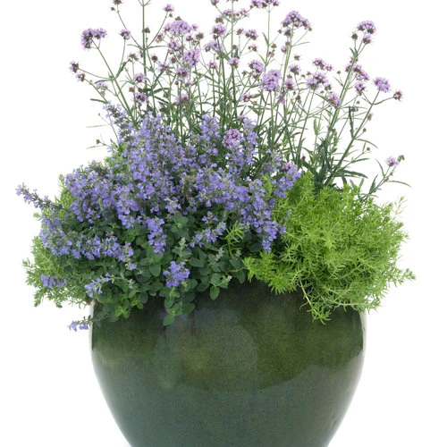 Meteor Shower® Verbena | Proven Winners® - Image 4