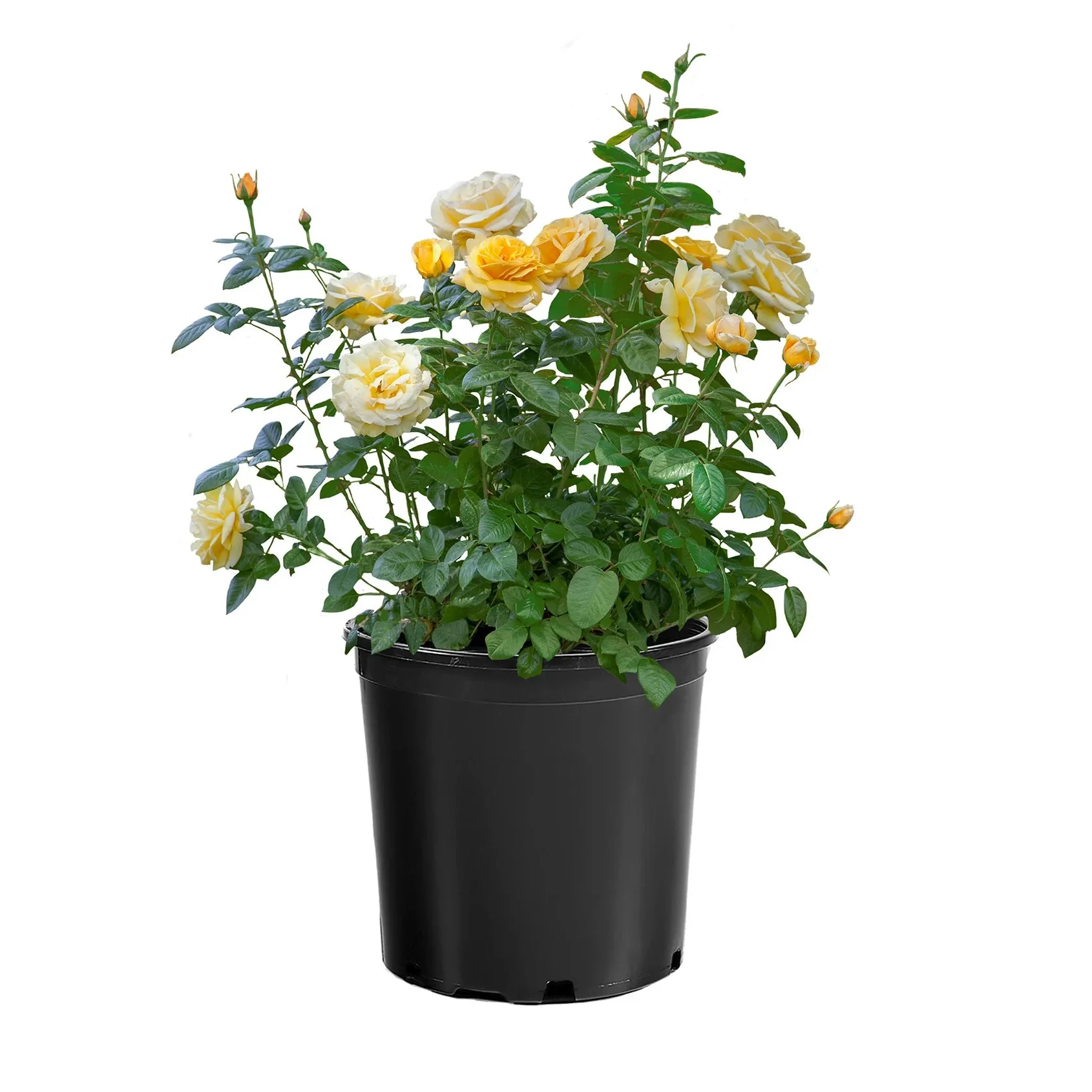 Michelangelo™ Rose | Star® Roses - Image 3