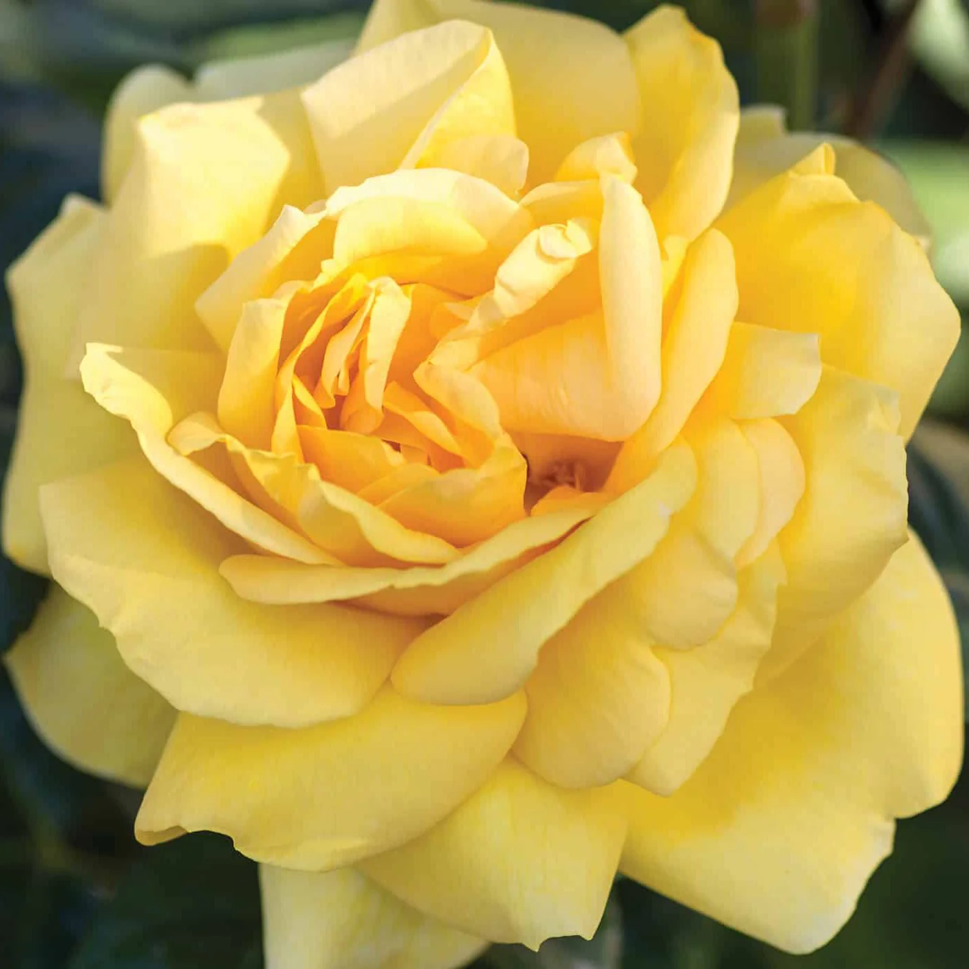 Michelangelo™ Rose | Star® Roses - Image 4