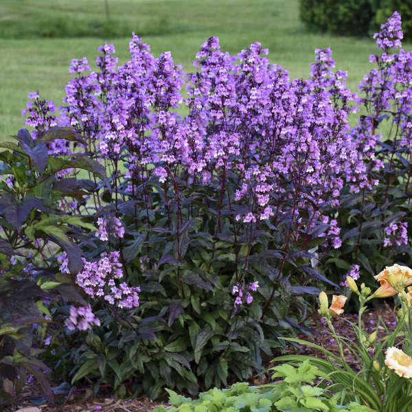Midnight Masquerade' penstemon