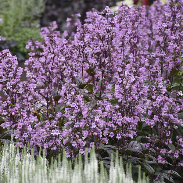 Midnight Masquerade' penstemon - Image 2