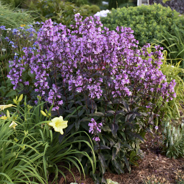 Midnight Masquerade' penstemon - Image 3