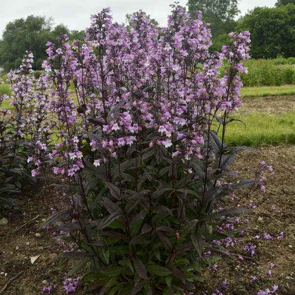 Midnight Masquerade' penstemon - Image 4