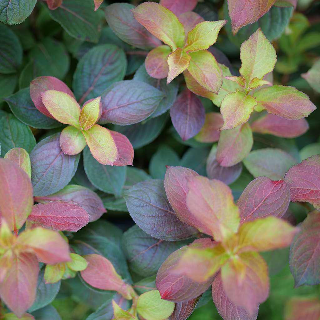 MIDNIGHT SUN® Weigela