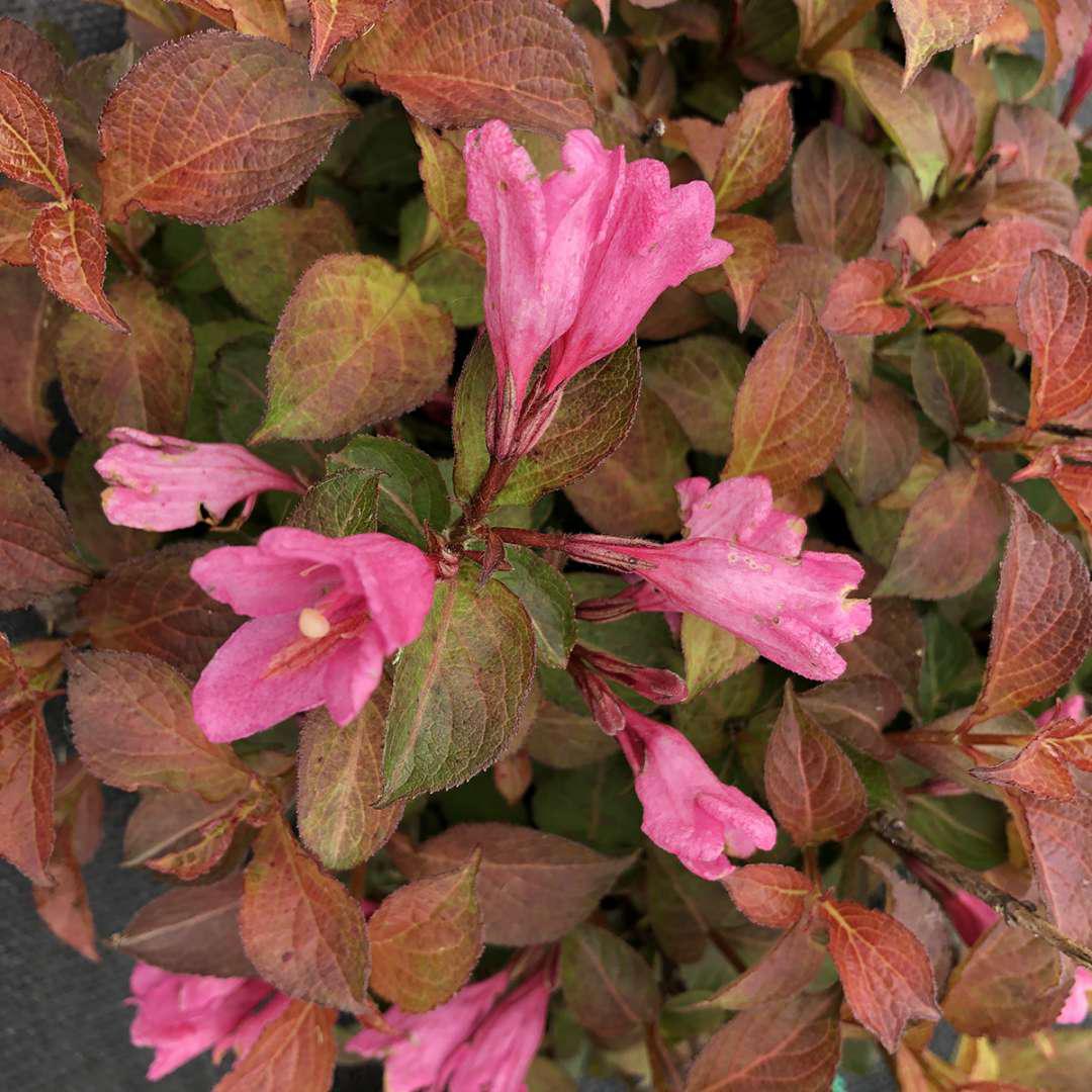 MIDNIGHT SUN® Weigela - Image 2