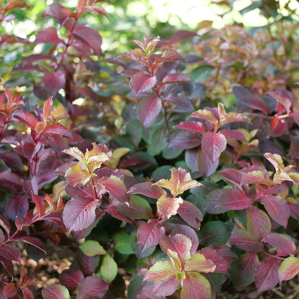MIDNIGHT SUN® Weigela - Image 3