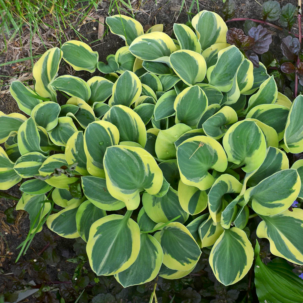 Mighty Mouse' Hosta | Creekside Champions™ - Image 2