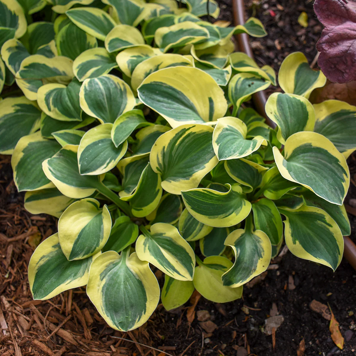 Mighty Mouse' Hosta | Creekside Champions™ - Image 3