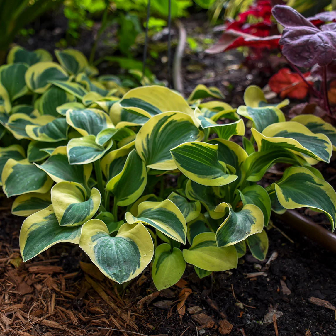 Mighty Mouse' Hosta | Creekside Champions™ - Image 4