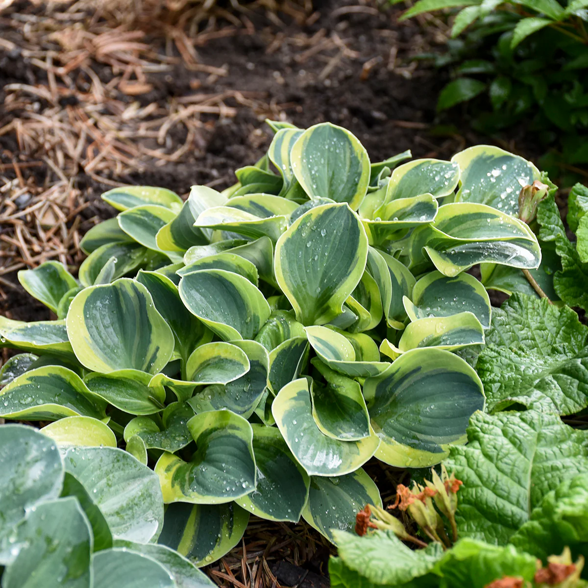 Mighty Mouse' Hosta | Creekside Champions™ - Image 5